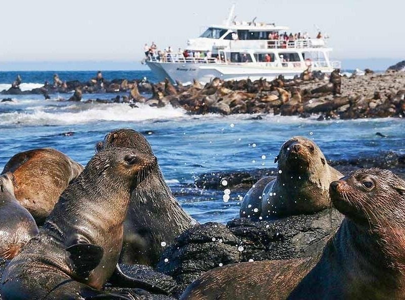 Australian fur seals hauled out on the rocks, a wildlife cruise standing off