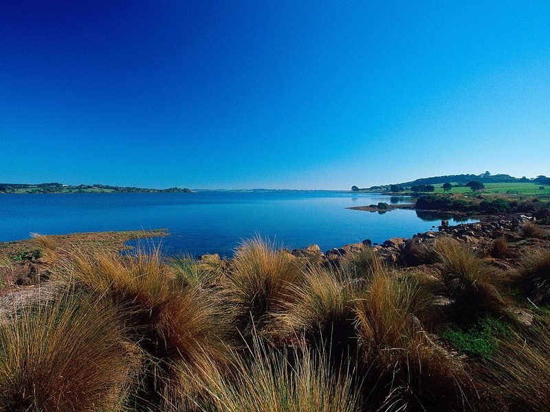 Coastal tussock grass on the low cliffs above a sheltered bay