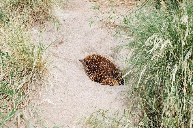 A short-beaked echidna working its way through dune grass