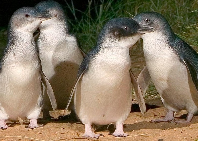 Four little penguins standing together, close enough to show their blue backs