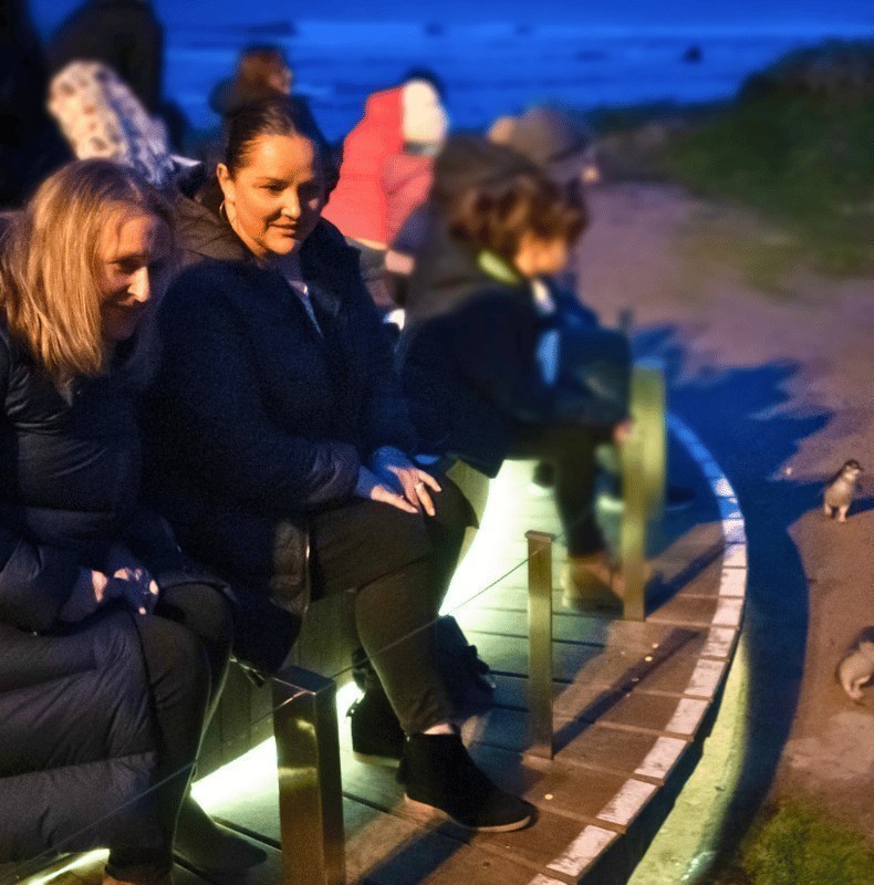 From Melbourne: Penguin Parade Afternoon Tour