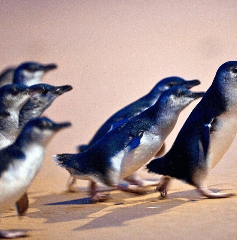 From Melbourne: Phillip Island Penguin Parade Eco Tour