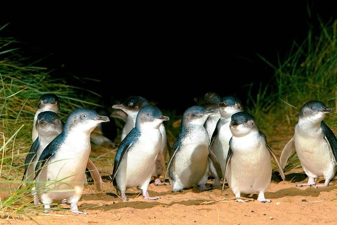 Little penguins bunched together on the sand after nightfall