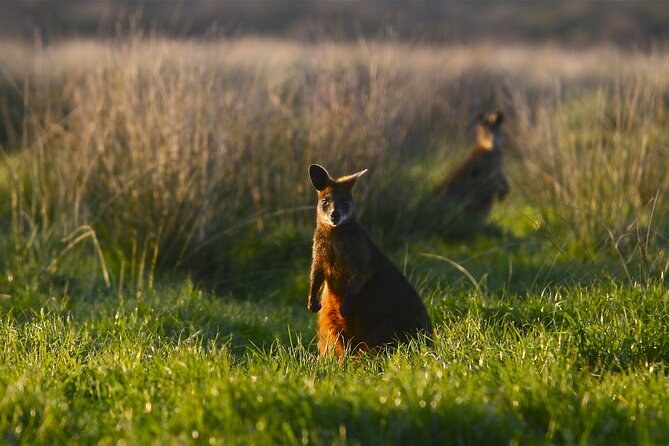 A kangaroo sitting up in long grass