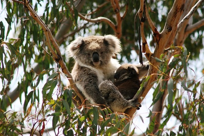 A koala with a joey on its back, high in a eucalypt