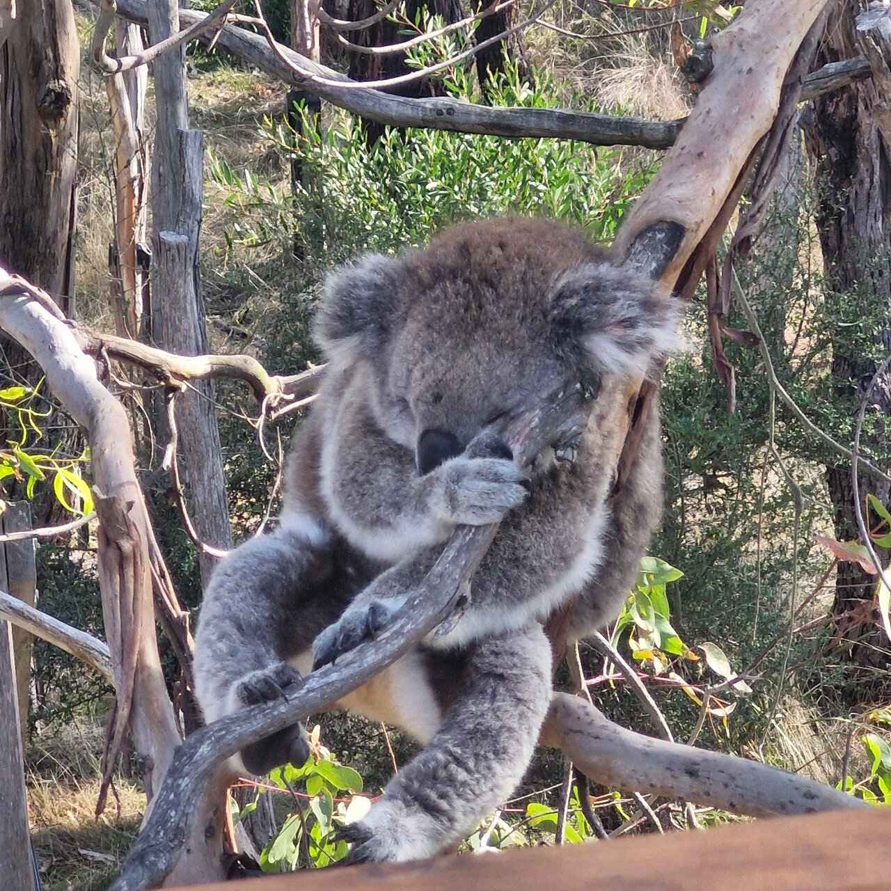 A koala asleep in the fork of a eucalypt