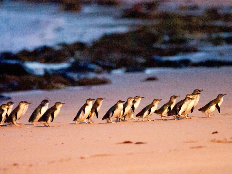 A raft of little penguins walking up the beach in single file