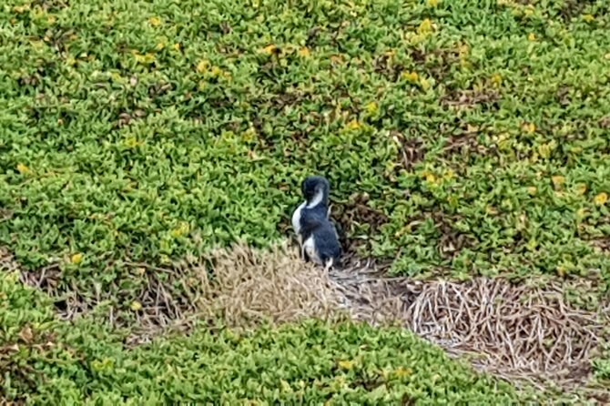 A little penguin picking its way through low coastal succulents