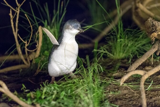 A little penguin calling, head back, in the grass at night