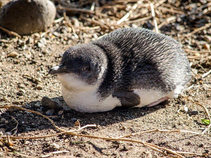 A little penguin chick still in its grey down, out on the open ground