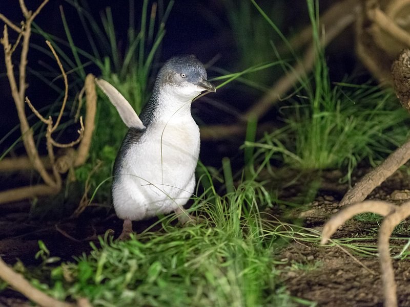 A little penguin standing in coastal grass at last light