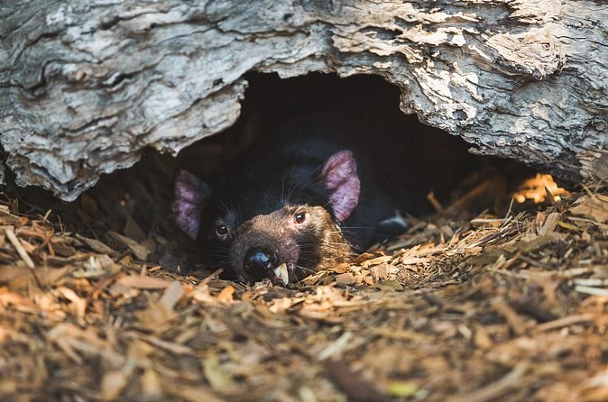 A little penguin looking out from the mouth of its burrow