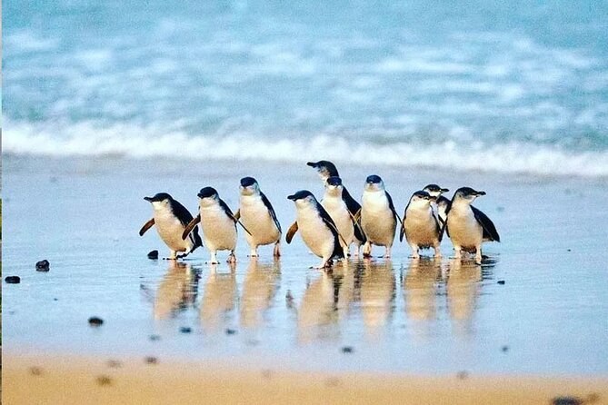 Little penguins gathering at the water's edge before they cross