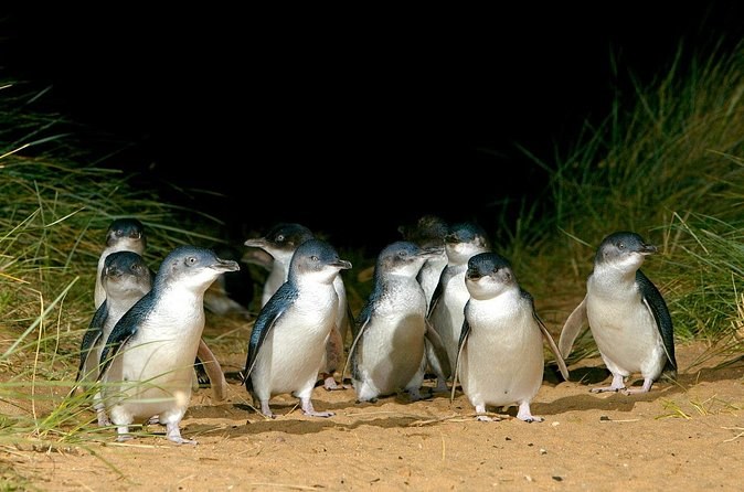 A group of little penguins among the dune grass after dark