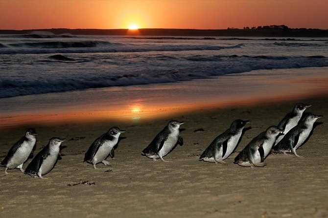 A line of little penguins crossing wet sand as the sun goes down behind them