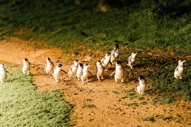 Little penguins following a sand path up through the dunes to their burrows