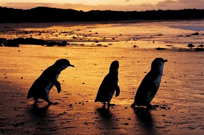 Three little penguins in silhouette on gold sand at dusk
