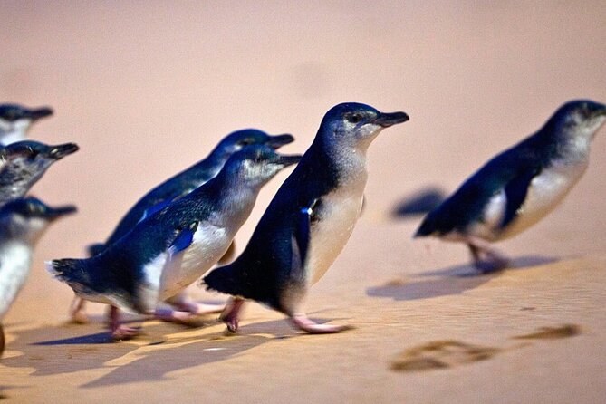 Little penguins in mid-stride on wet sand
