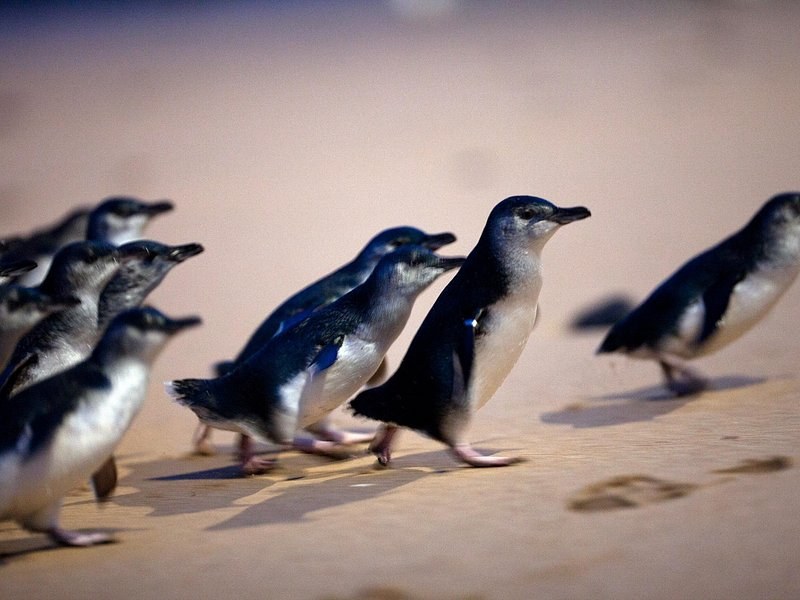 Little penguins coming out of the surf and up the sand
