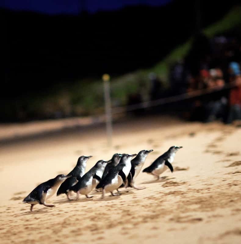 Phillip Island Penguin Parade: General Viewing Ticket