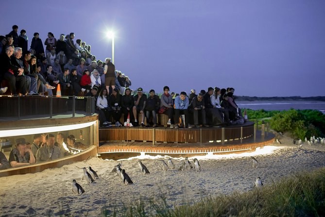 The tiered viewing stands above the beach at dusk, penguins crossing the sand below