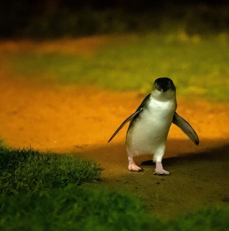 Phillip Island: Penguins and Wildlife Full-Day Tour