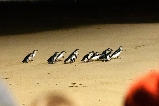 Phillip Island Penguins & Wildlife Day Tour from Melbourne