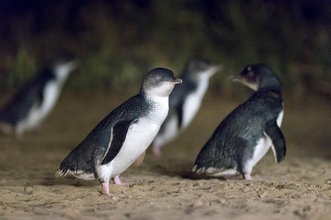 Private Tour: Phillip Island, Penguin Parade and Moonlit Sanctuary Conservation Park from Melbourne