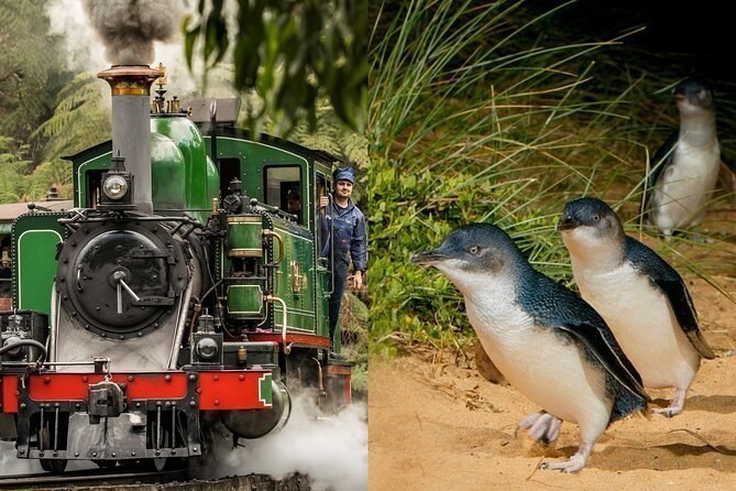 Puffing Billy Steam Train & Phillip Island Penguin Parade Tour