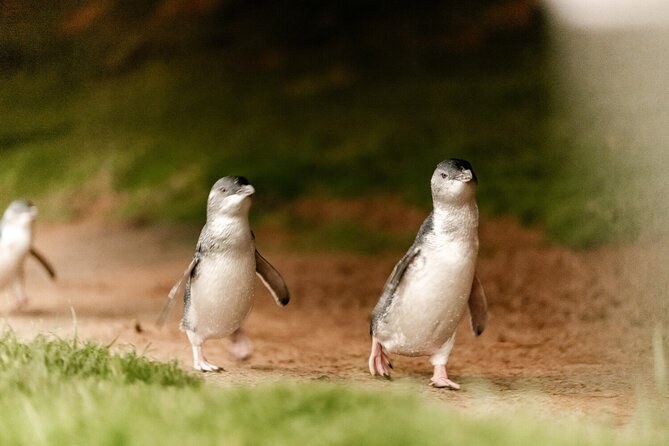 Two little penguins on the grass above the beach