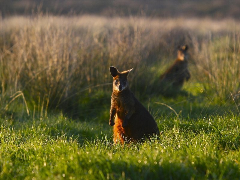 A wallaby standing in grass at the edge of the bush