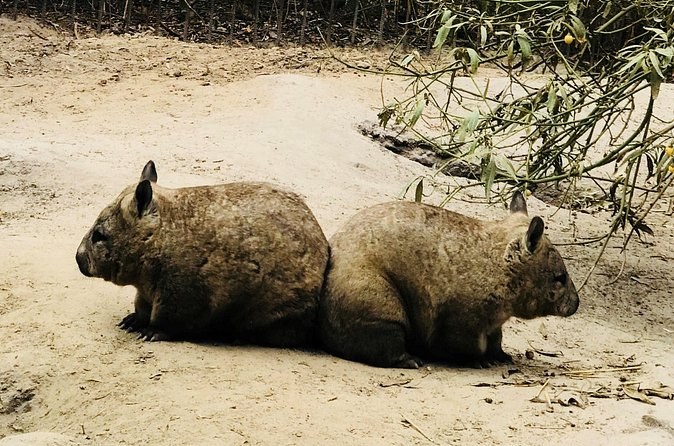Two wombats resting at the entrance to a burrow